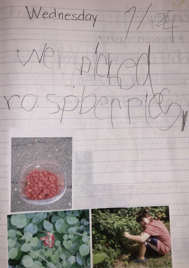 Mikey's journal entry from July 24, 2013. We picked raspberries. Photo of Will picking raspberries, raspberry bushes and our container of freshly picked raspberries.