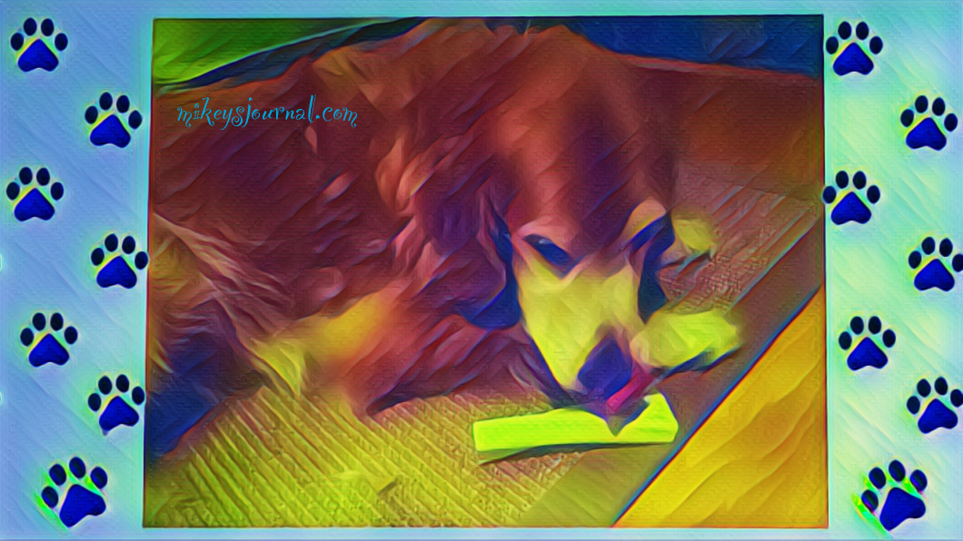 stylized photo of our golden retriever laying on the floor licking his bone.