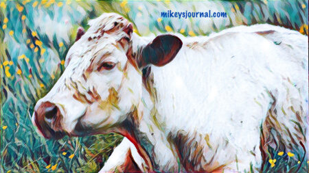 stylized photo of a cow laying in the grass